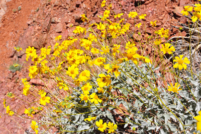 Spring blooms in Grand Canyon
