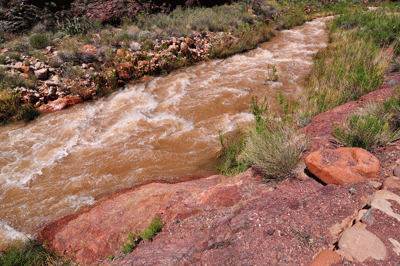 Bright Angel Creek, swollen by spring snowmelt, rushes toward the Colorado River