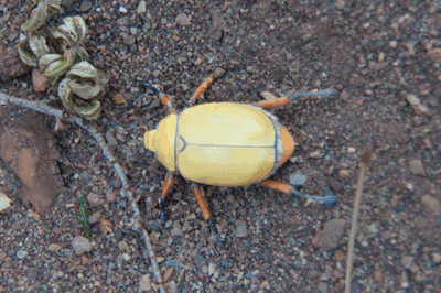 A Cotalpa Consobrina beetle in Grand Canyon