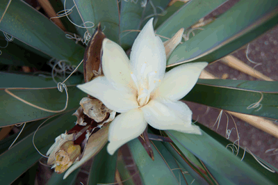 Blooming Banana Yucca