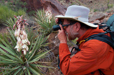 Rob photographs a Banana Yucca on the Kwagunt descent route