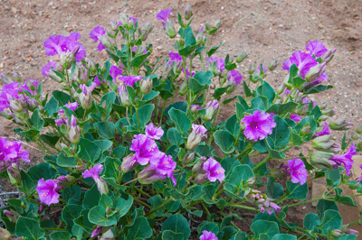 Blooming Desert 4 O'Clock