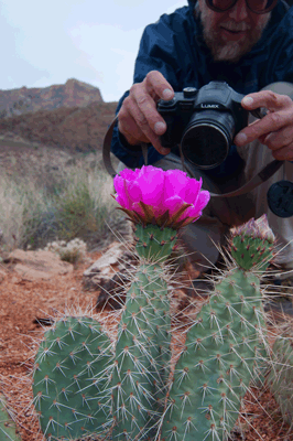 Rob photographs a blooming Hedgehog Cactus in Kwagunt