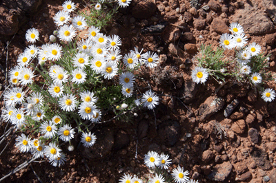 Mojave Aster in Kwagunt Canyon