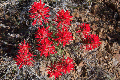 Blooming Indian Paintbrush in Sixtymile Canyon