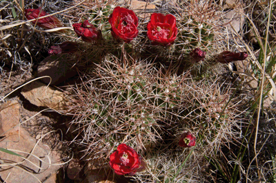 Claret Cup Cactus in bloom