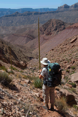 Rob pauses to admire a freshly grown Agave stalk in East Carbon