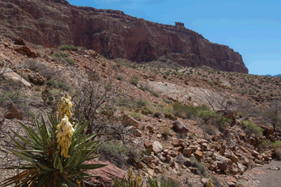 A view to the southeast of Temple Butte with a flowering Banana Yucca in the foreground