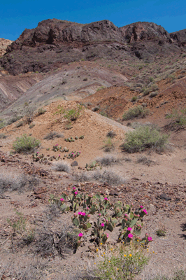 Cactuses in bloom along the river runner trail connecting Carbon with Lava