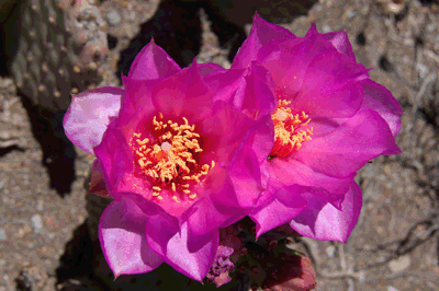 Cactus in bloom
