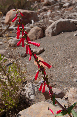 Red Trumpet Flower by Lava Creek