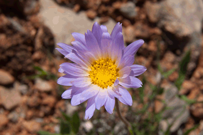 Mojave Aster in bloom