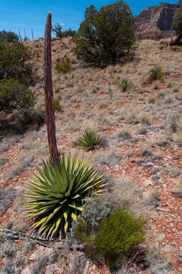 A freshly sprouted Agave stalk strains for the sky