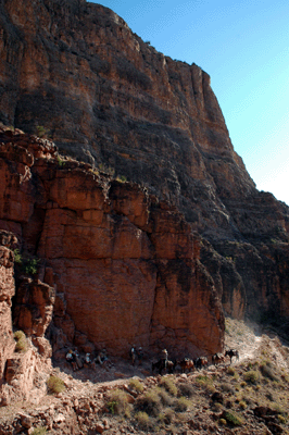 A mule train passes hikers resting in shade on South Kaibab