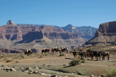 A last look at the mules, with Buddha Temple visible in the distance