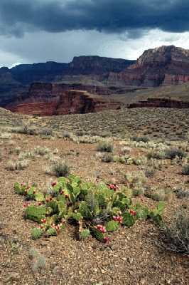 Fruit of the Grand Canyon