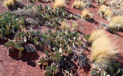 A cactus garden in Tanner Canyon