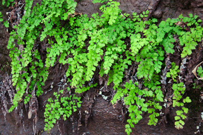 Maidenhair ferns mark the location of the spring that feeds into Lava Creek