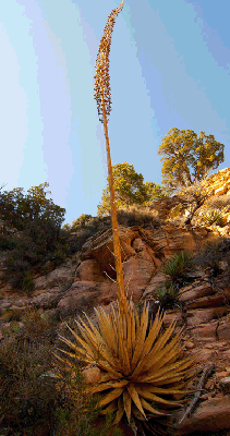 An agave stalk reaches for the sky along Grandview trail