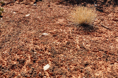 Cryptobiotic soil in Grand Canyon