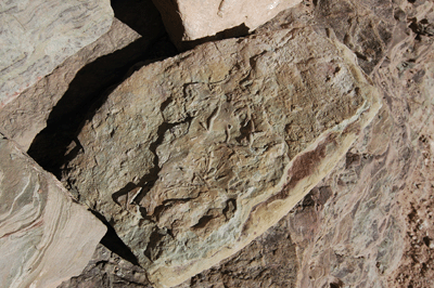 Trace fossils in the Redwall limestone