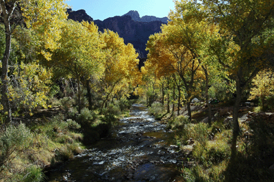 Fall colors alongside Bright Angel Creek
