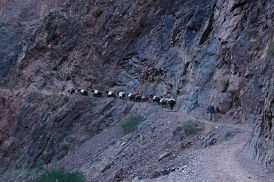 A mule supply train passes Dennis on the River Trail