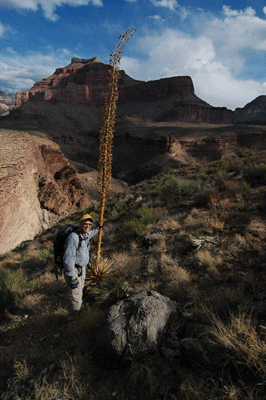 Standing next to an agave stalk with Isis Temple visible in the distance