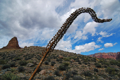 An Agave stalk in Grand Canyon